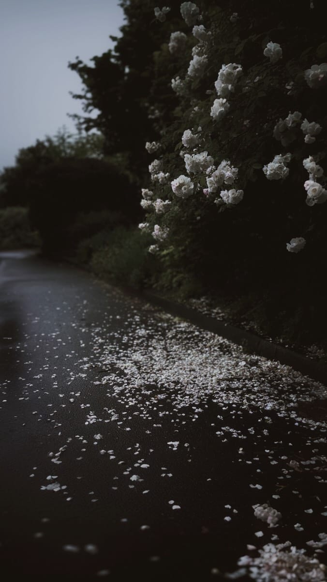 Post 3 by Francesca ♒︎ ♄ ♇, photographer & writer, wild & shadowed on Instagram (video)
