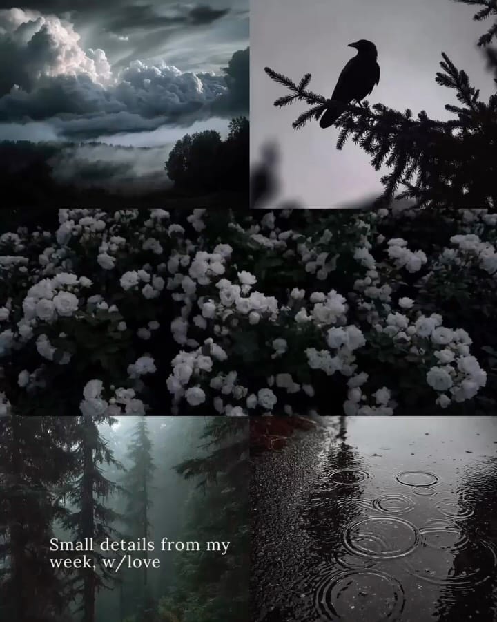 Post 7 by Francesca ♒︎ ♄ ♇, photographer & writer, wild & shadowed on Instagram (carousel)