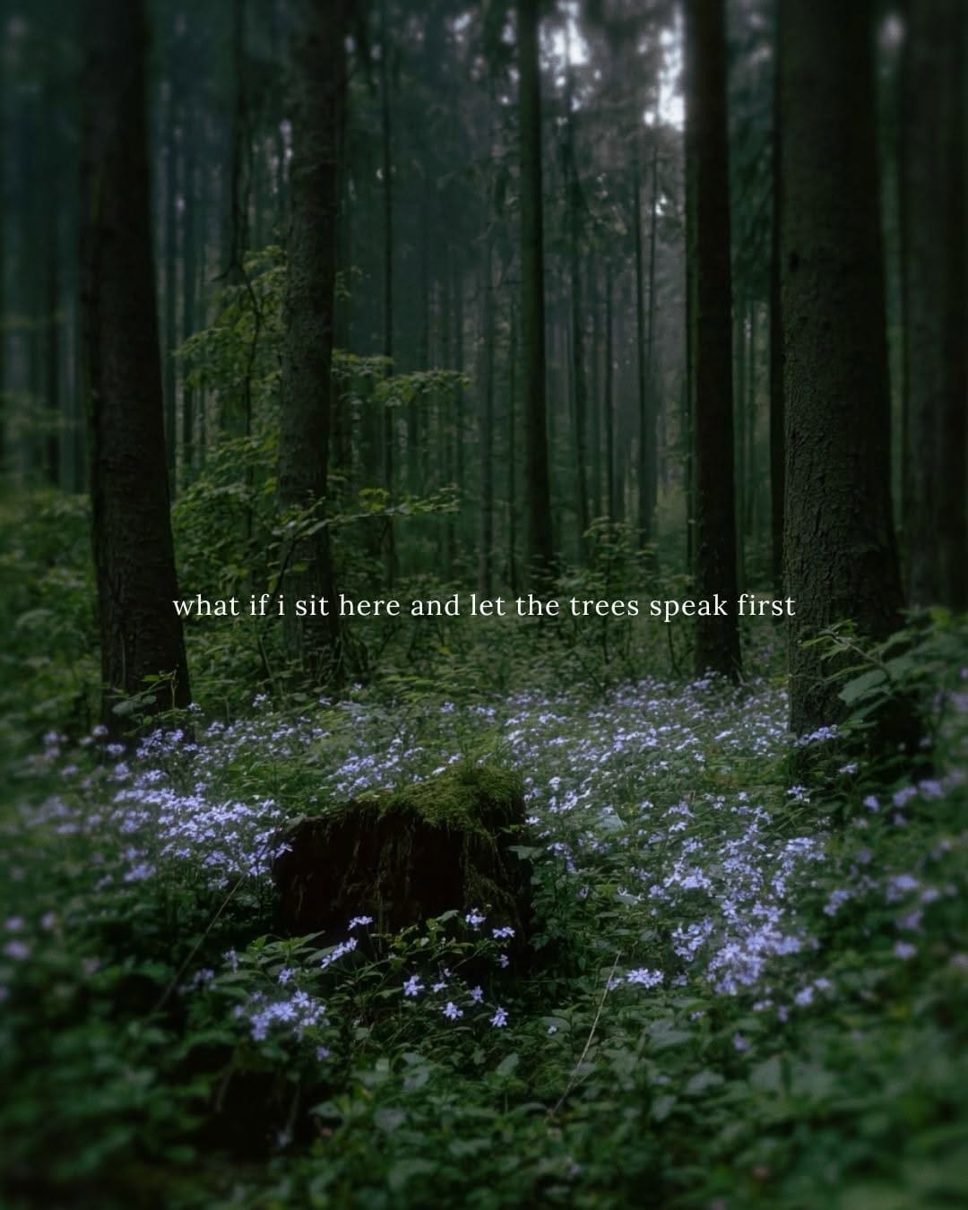 Post 6 by Francesca ♒︎ ♄ ♇, photographer & writer, wild & shadowed on Instagram (carousel)