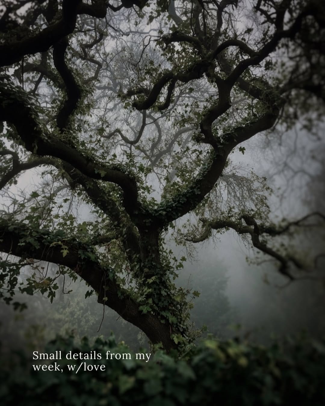 Post 4 by Francesca ♒︎ ♄ ♇, photographer & writer, wild & shadowed on Instagram (carousel)
