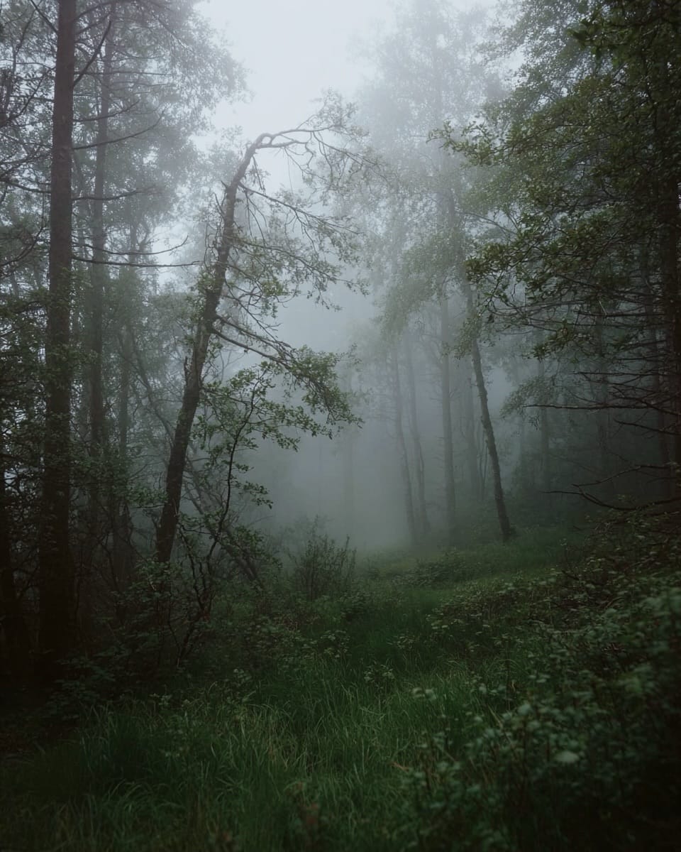 Post 8 by Francesca ♒︎ ♄ ♇, photographer & writer, wild & shadowed on Instagram (carousel)