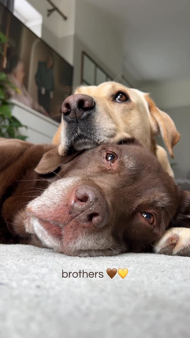 Post 8 by Good Boy Ollie 🐶 on Instagram (video)