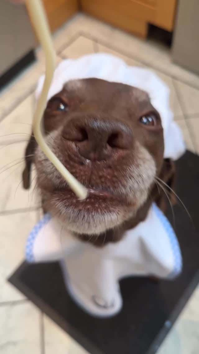 Post 7 by Good Boy Ollie 🐶 on Instagram (video)