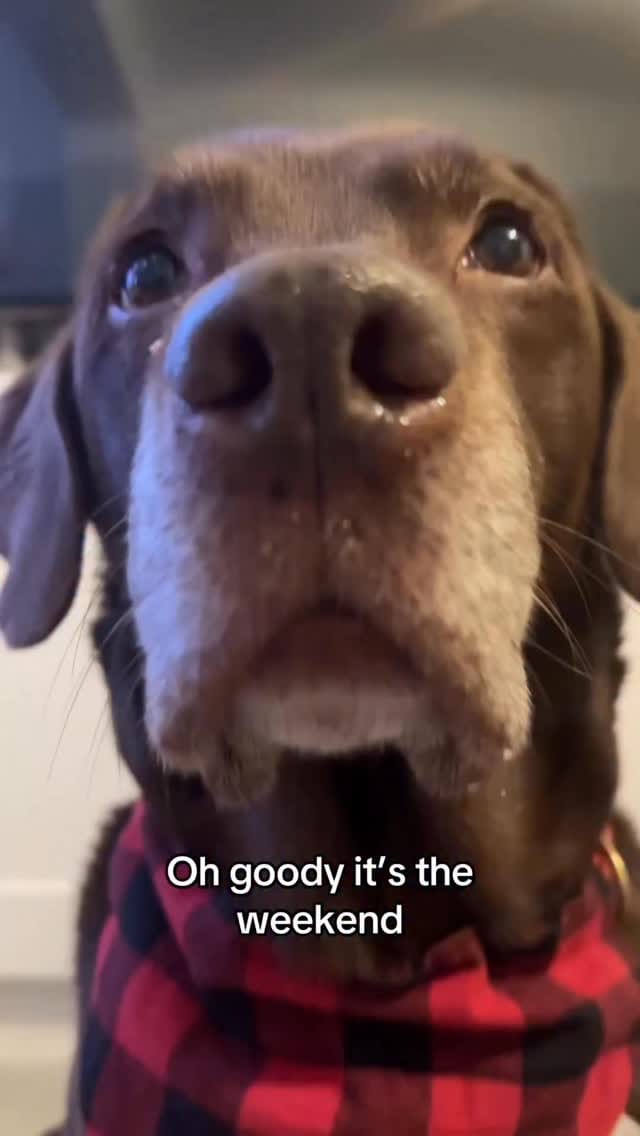 Post 2 by Good Boy Ollie 🐶 on Instagram (video)
