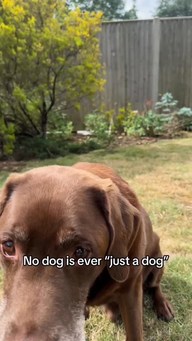 Post 4 by Good Boy Ollie 🐶 on Instagram (video)