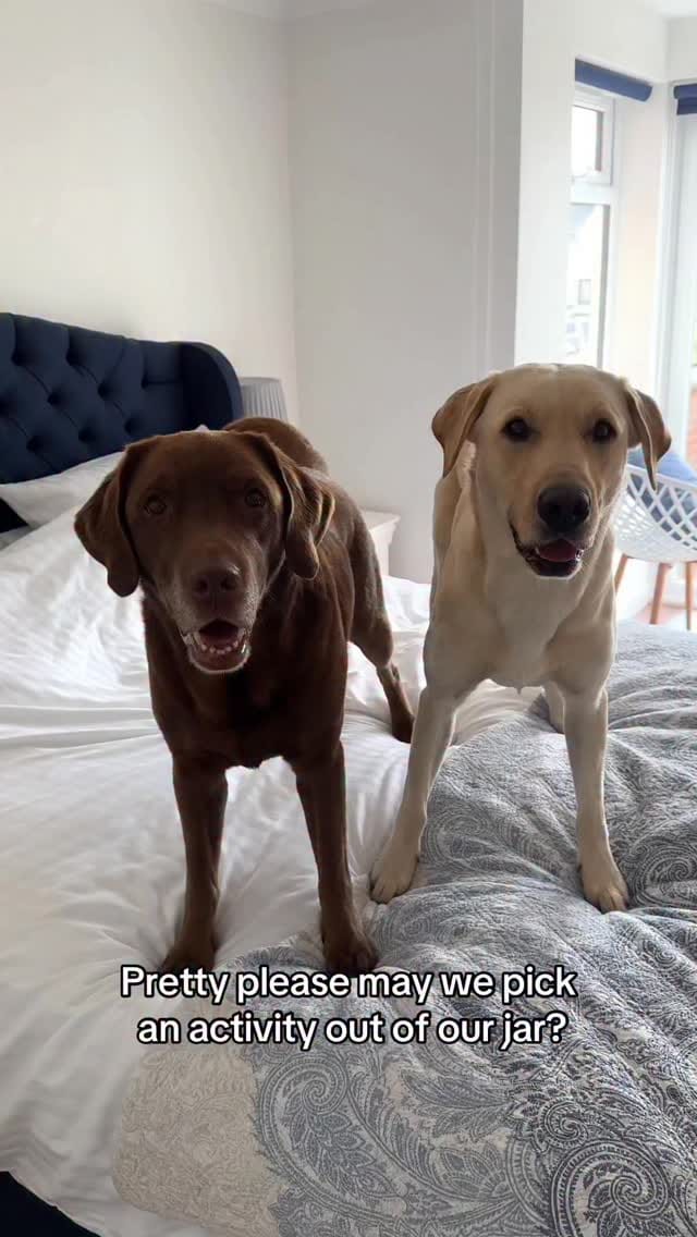 Post 1 by Good Boy Ollie 🐶 on Instagram (video)