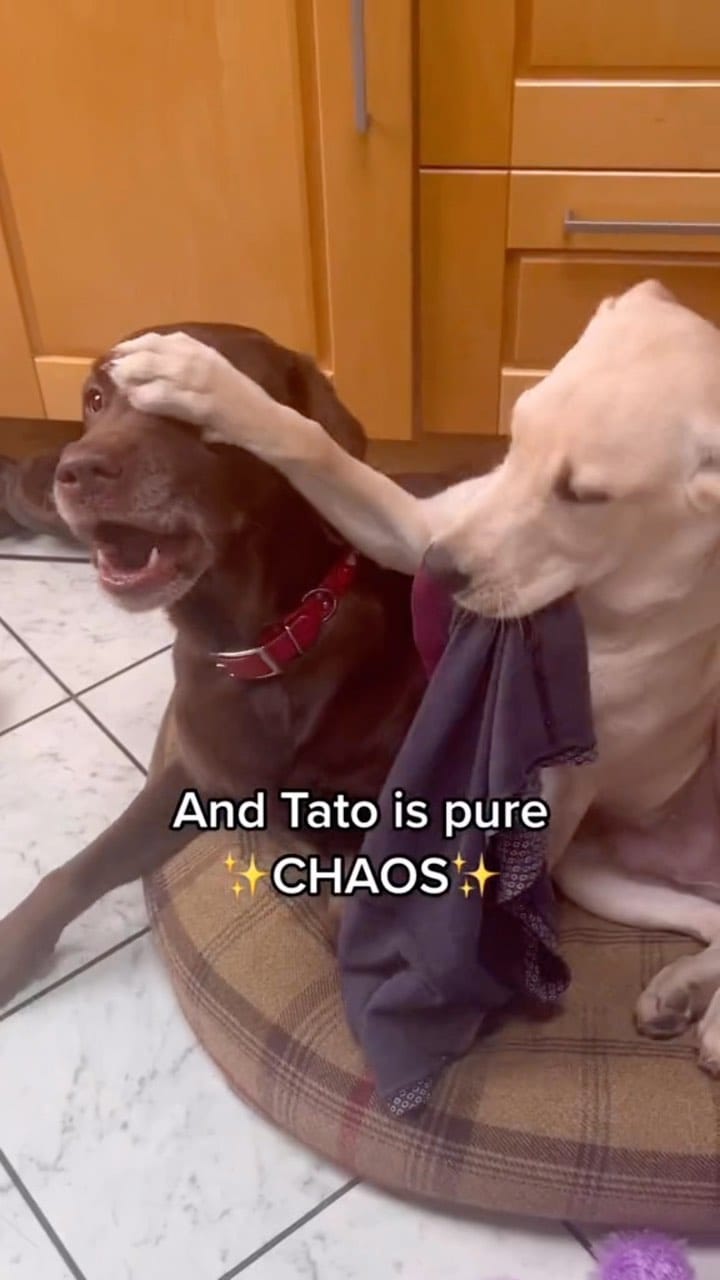 Post 10 by Good Boy Ollie 🐶 on Instagram (video)
