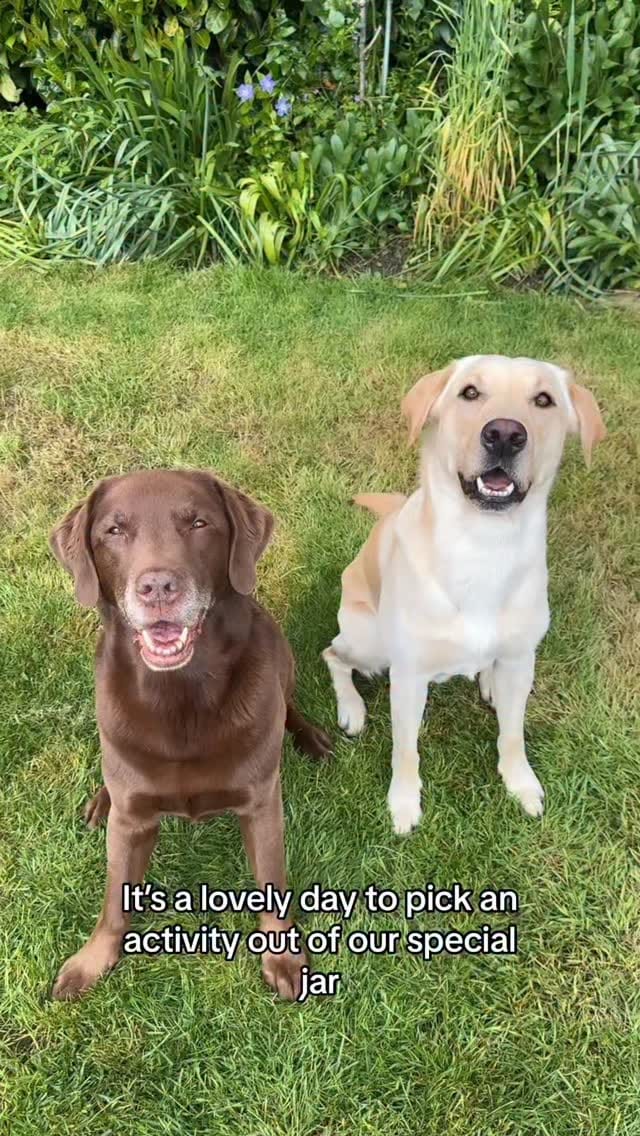 Post 5 by Good Boy Ollie 🐶 on Instagram (video)