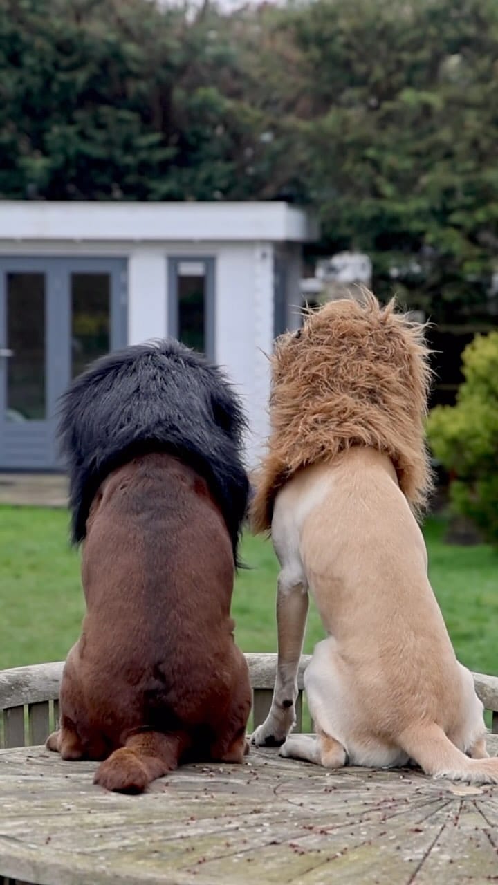 Post 9 by Good Boy Ollie 🐶 on Instagram (video)