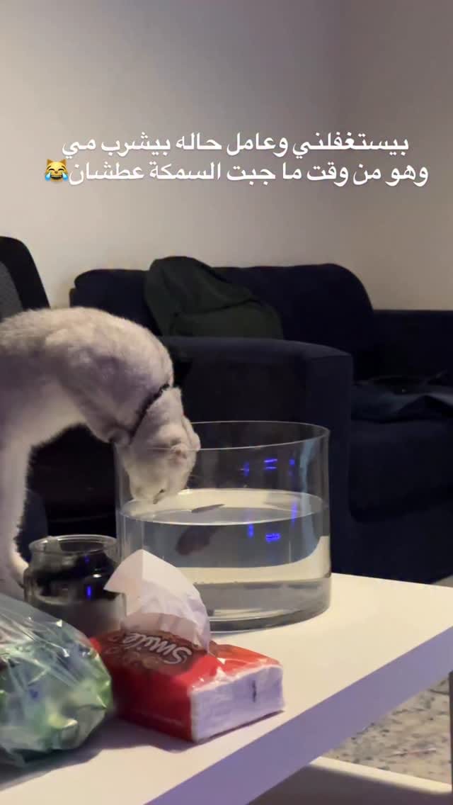 Post 6 by Abdelrahman Omari on Instagram (video)