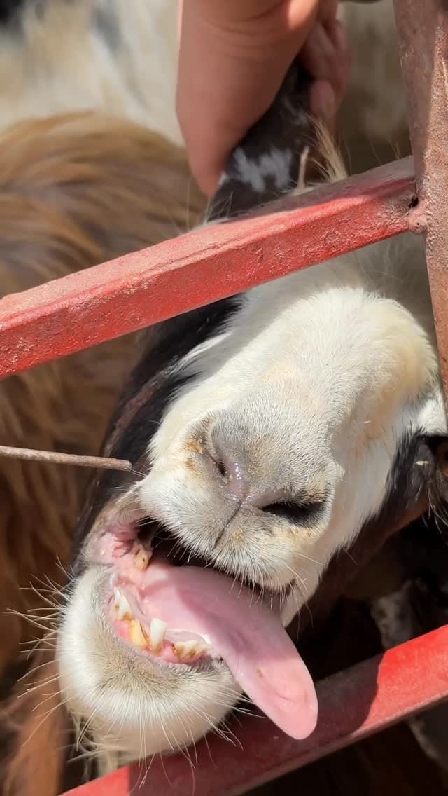 Post 2 by Abdelrahman Omari on Instagram (video)