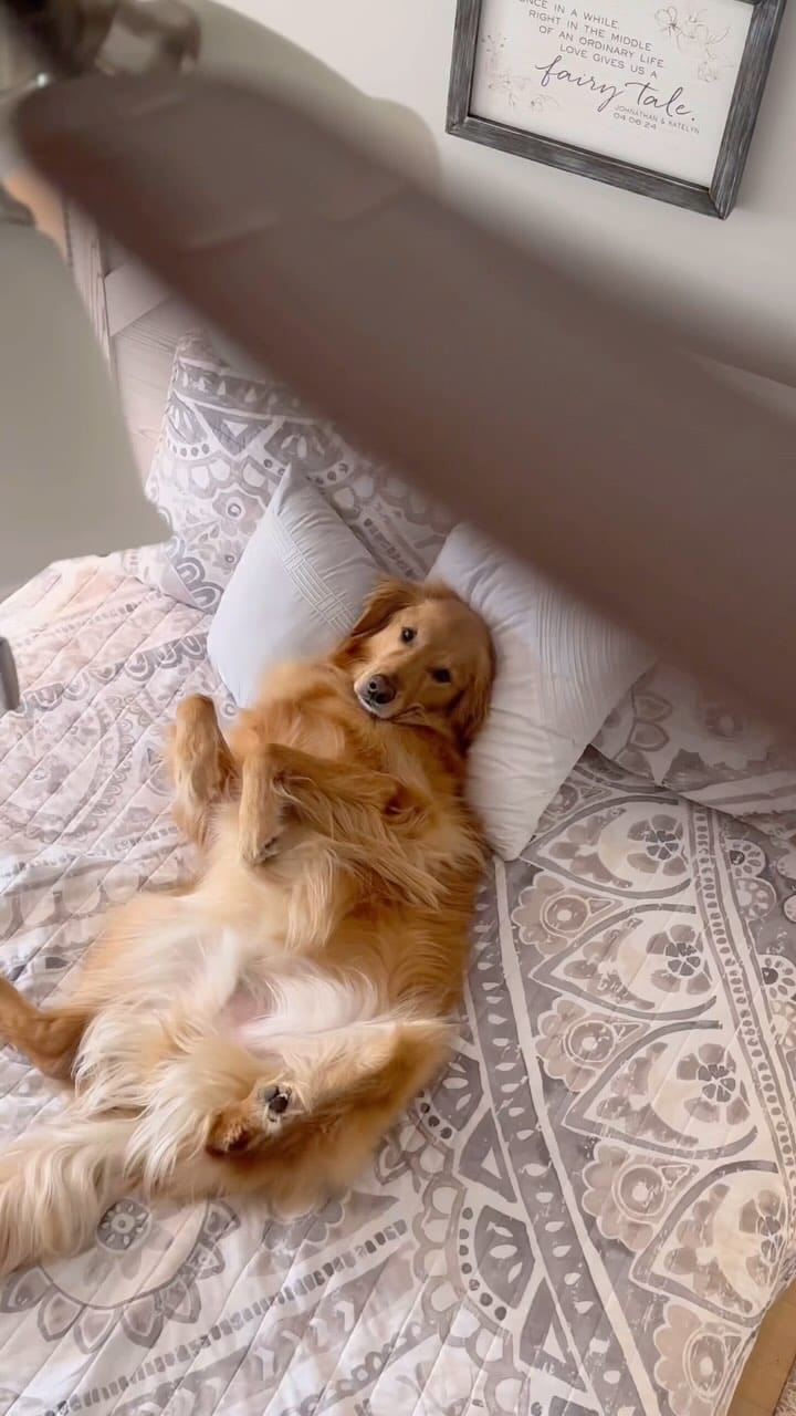 Post 10 by AGuyandAGolden on Instagram (video)