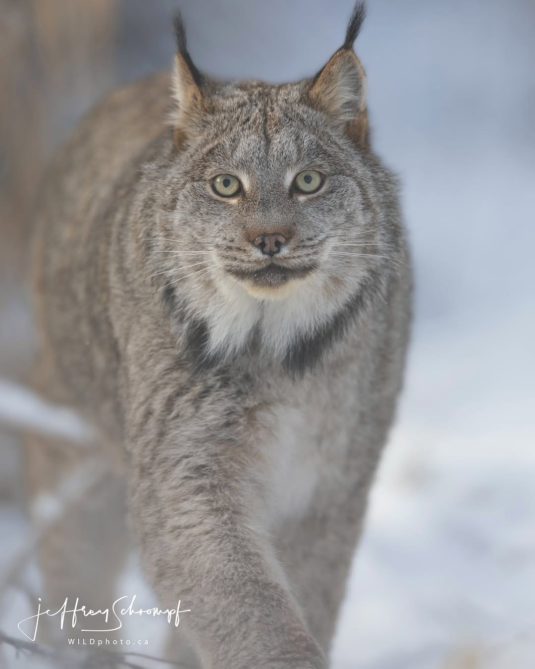 Post 5 by WILDphoto.ca on Instagram (image)
