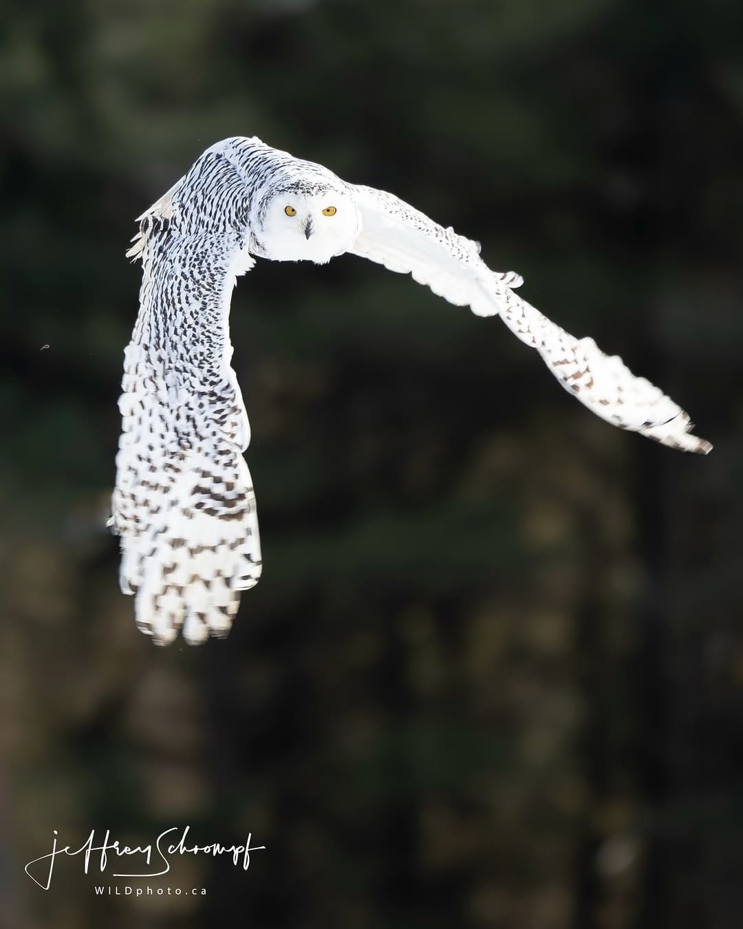 Post 2 by WILDphoto.ca on Instagram (image)