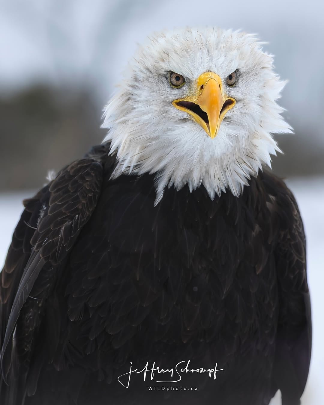 Post 4 by WILDphoto.ca on Instagram (image)
