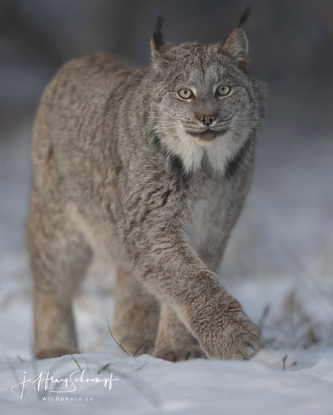 Post 8 by WILDphoto.ca on Instagram (image)