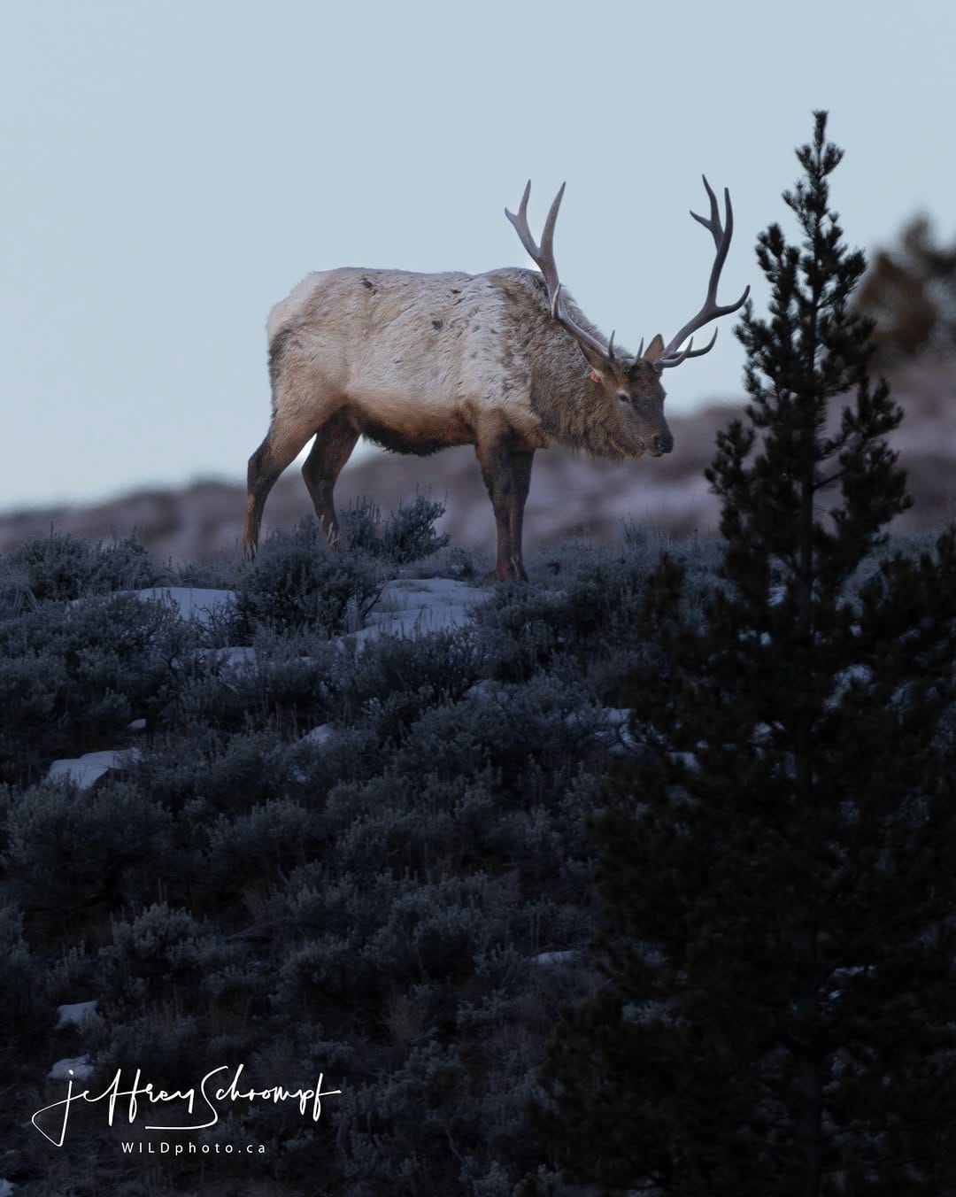 Post 3 by WILDphoto.ca on Instagram (image)