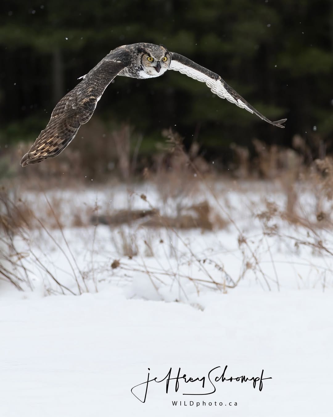 Post 6 by WILDphoto.ca on Instagram (image)