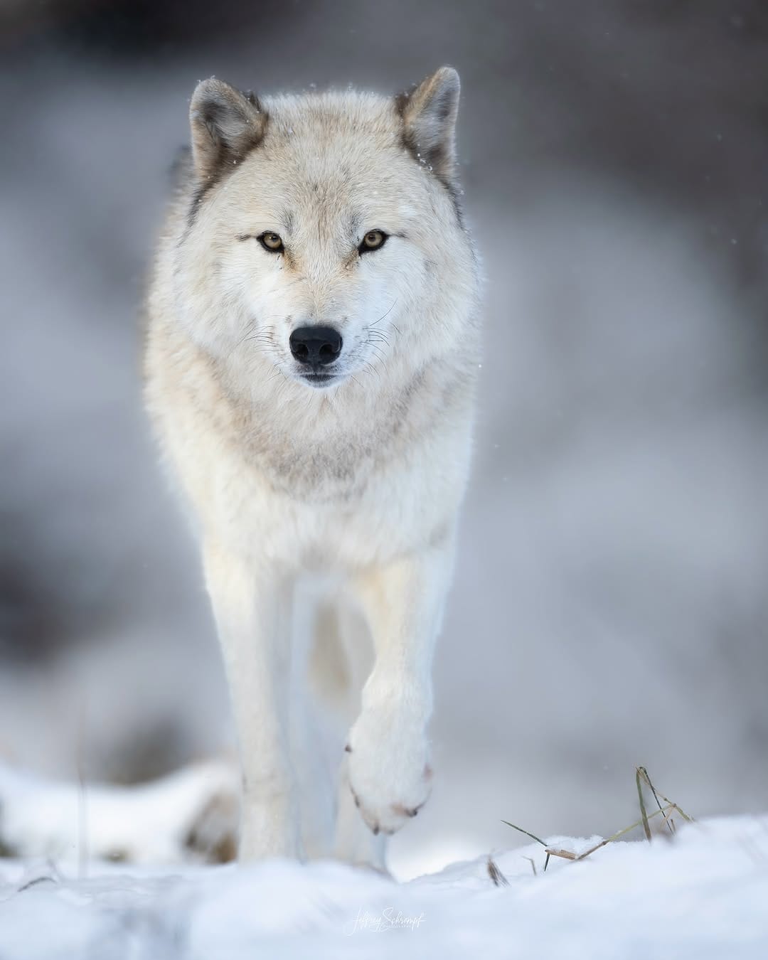 Post 9 by WILDphoto.ca on Instagram (image)