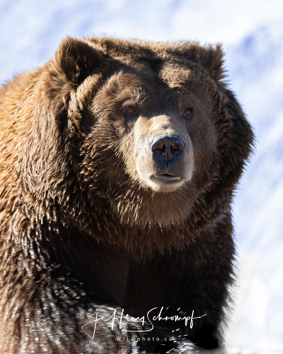 Post 1 by WILDphoto.ca on Instagram (image)
