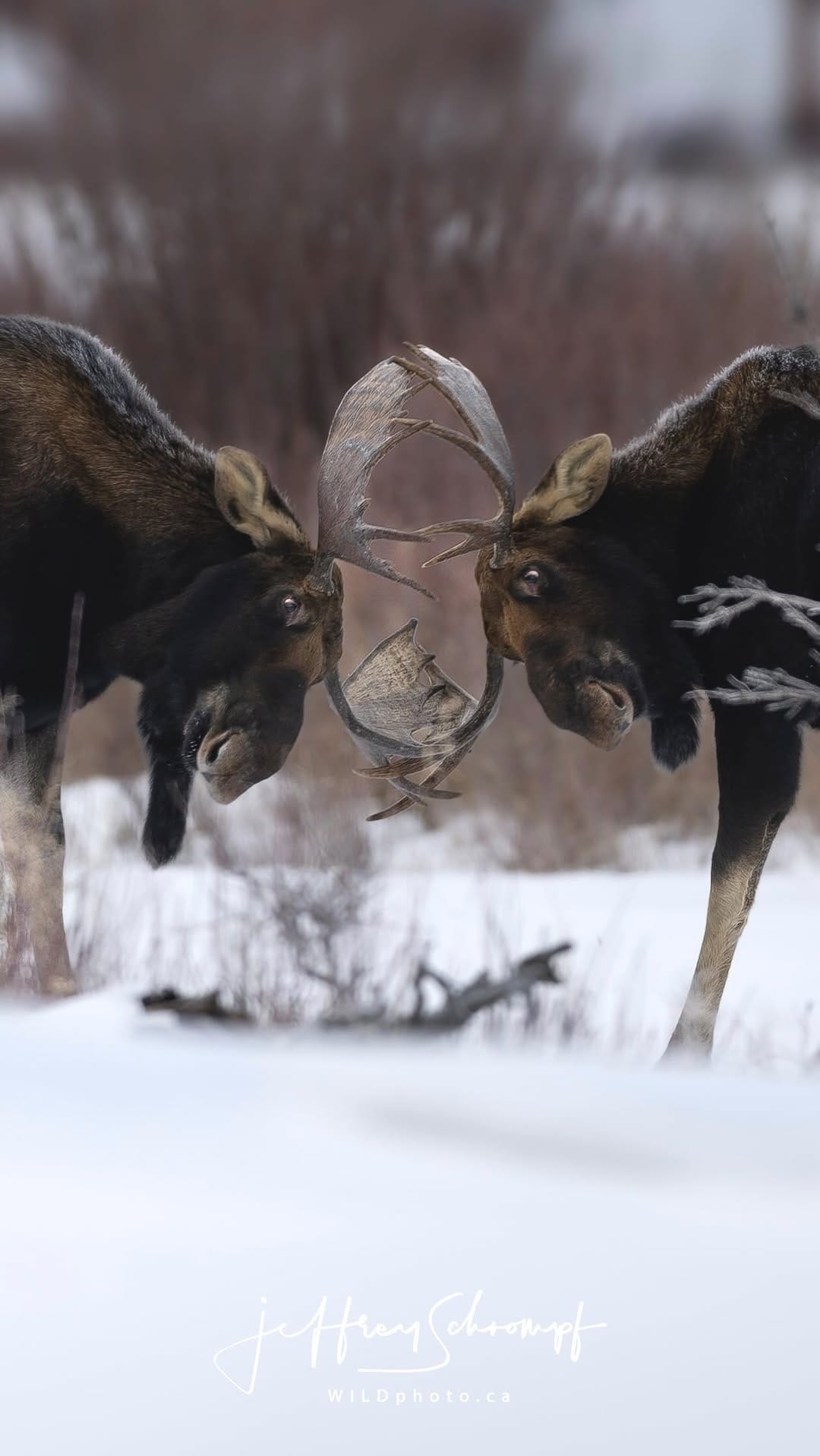 Post 7 by WILDphoto.ca on Instagram (video)