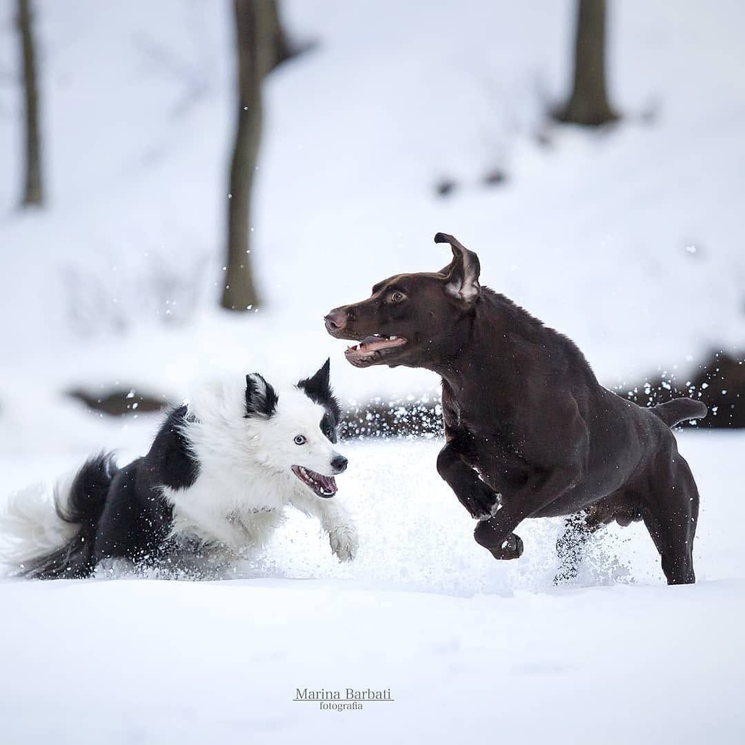Post 2 by Marina | Dog Photographer on Instagram (image)