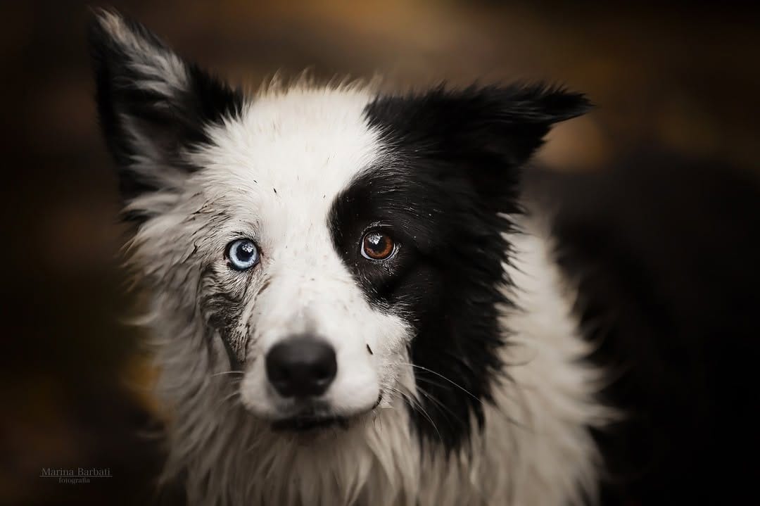 Post 3 by Marina | Dog Photographer on Instagram (image)