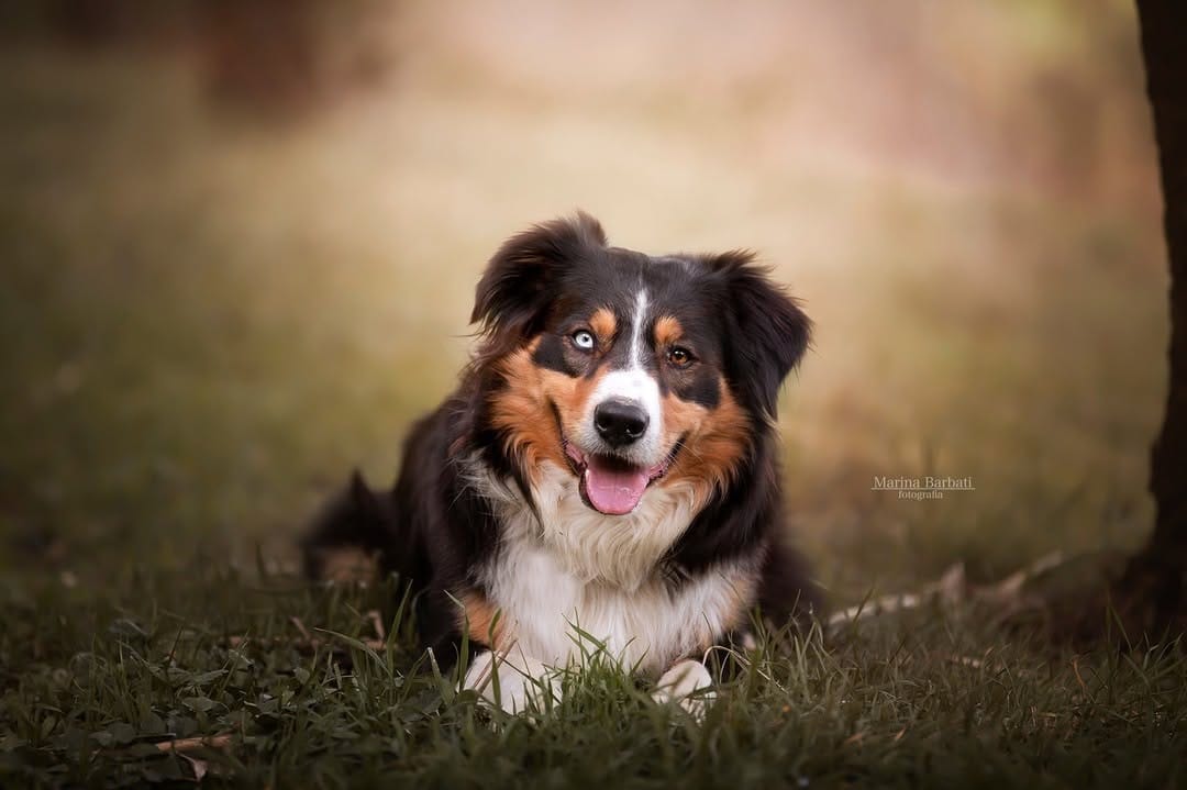 Post 5 by Marina | Dog Photographer on Instagram (image)