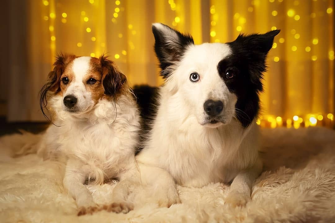 Post 6 by Marina | Dog Photographer on Instagram (image)