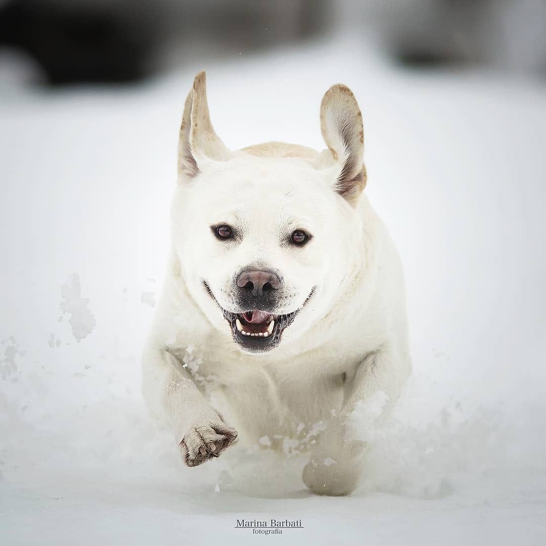 Post 9 by Marina | Dog Photographer on Instagram (image)