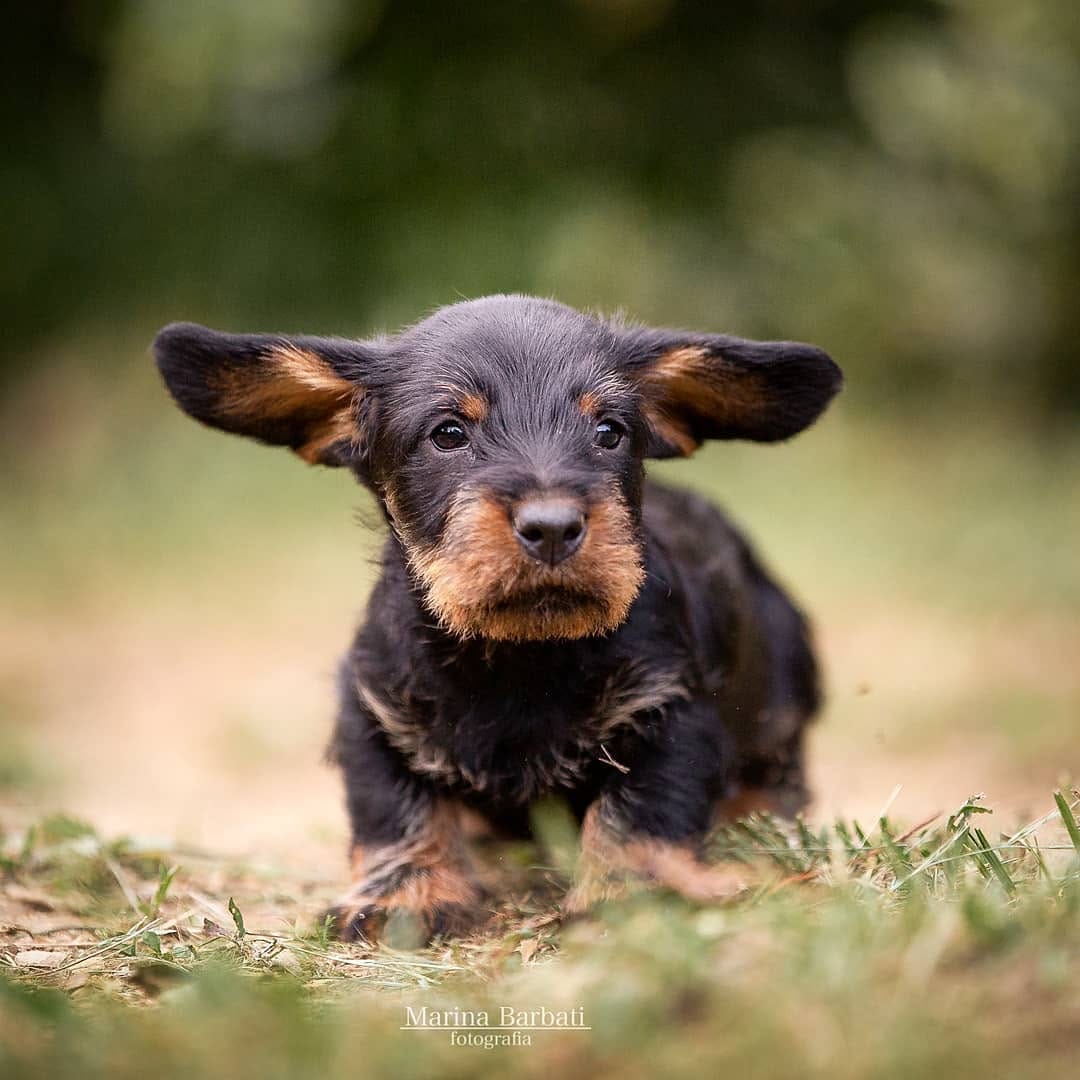 Post 4 by Marina | Dog Photographer on Instagram (image)