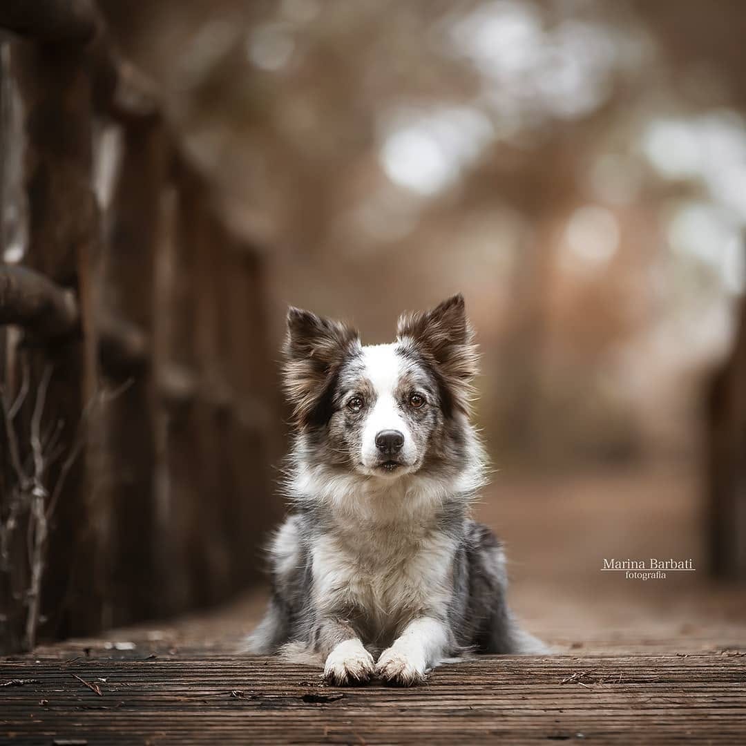 Post 8 by Marina | Dog Photographer on Instagram (image)