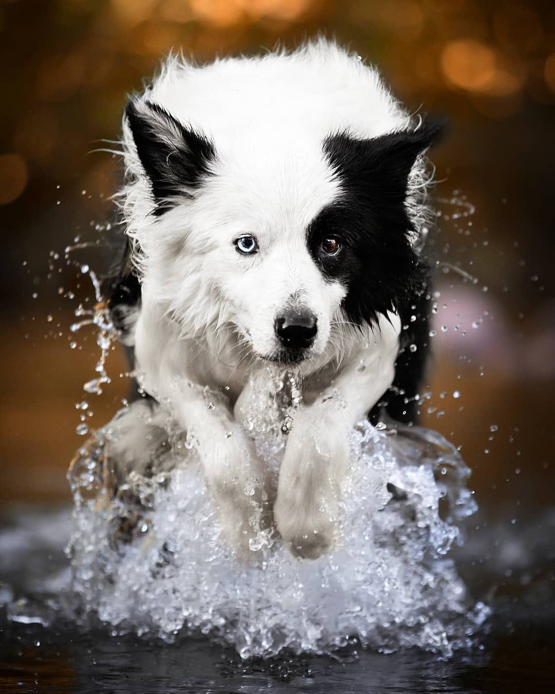 Post 7 by Marina | Dog Photographer on Instagram (image)