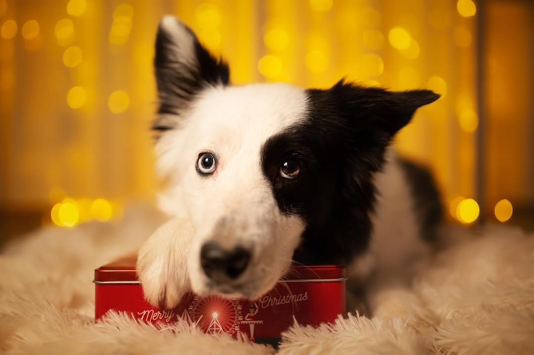 Post 1 by Marina | Dog Photographer on Instagram (image)