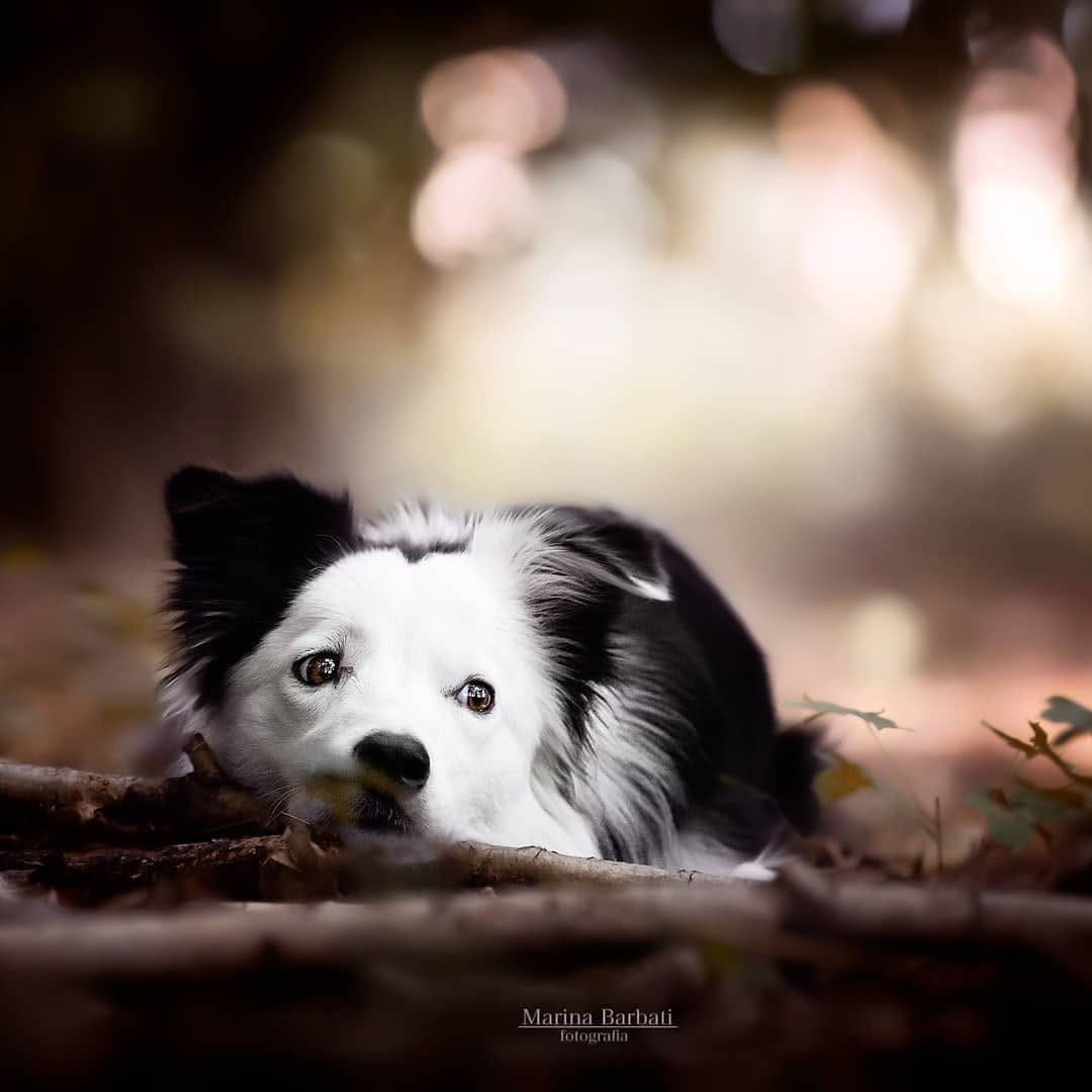 Post 10 by Marina | Dog Photographer on Instagram (image)