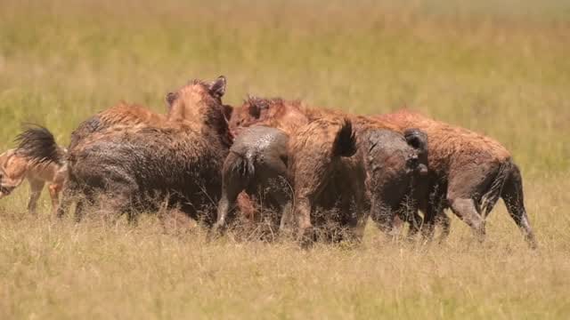Post 8 by Mohammed Billow on Instagram (video)