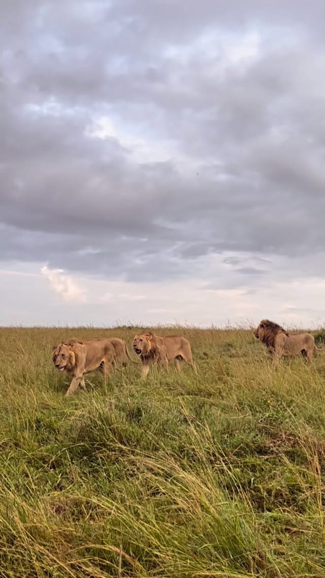 Post 9 by Mohammed Billow on Instagram (video)