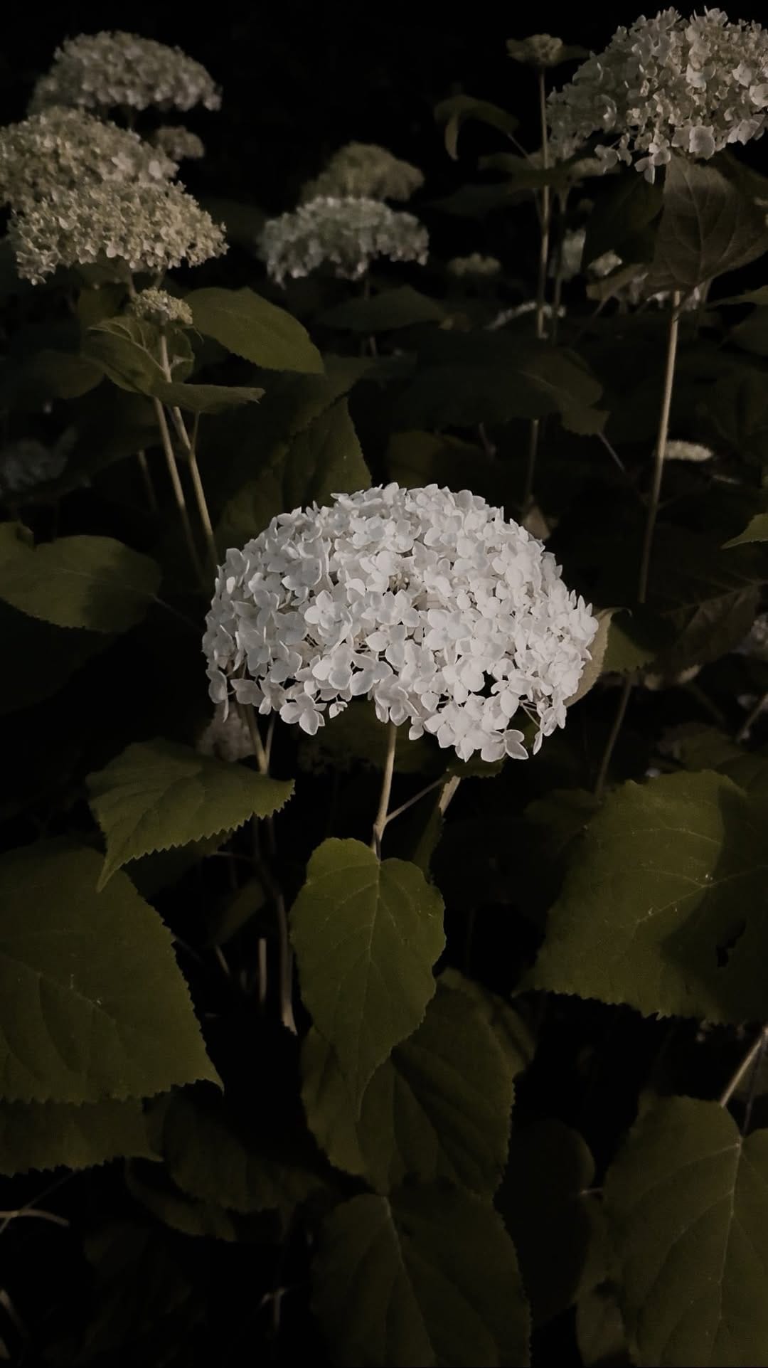 Post 1 by VITTORIA OSTINI on Instagram (video)
