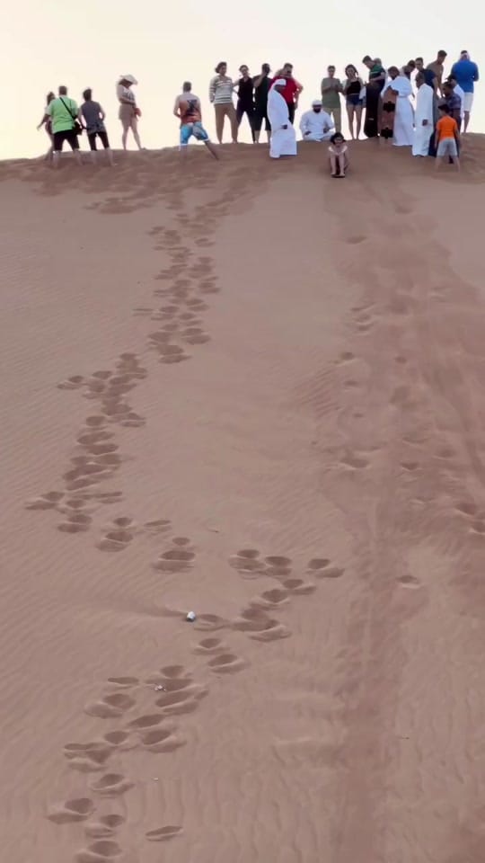 Post 8 by DESERT SAFARI DUBAI on TikTok (video)