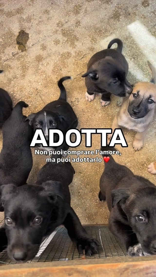 Post 5 by 🐶Balzoo Siracusa on Instagram (video)