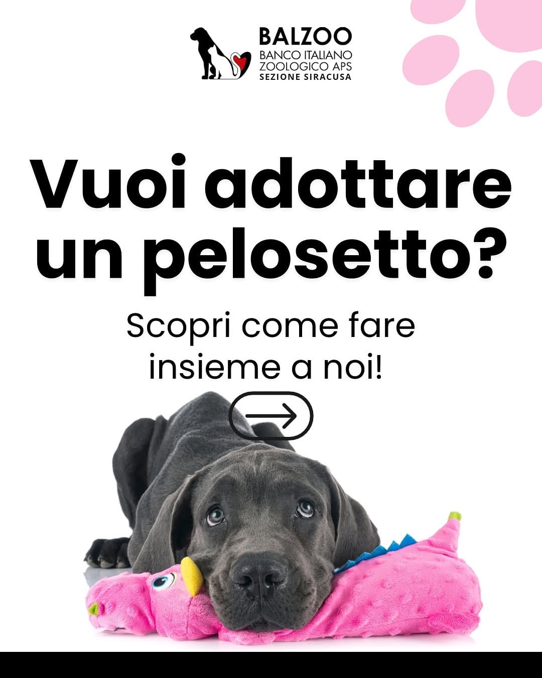 Post 8 by 🐶Balzoo Siracusa on Instagram (carousel)
