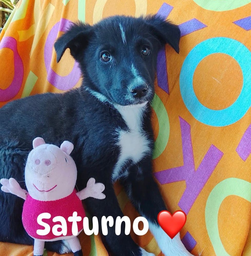 Post 4 by 🐶Balzoo Siracusa on Instagram (image)