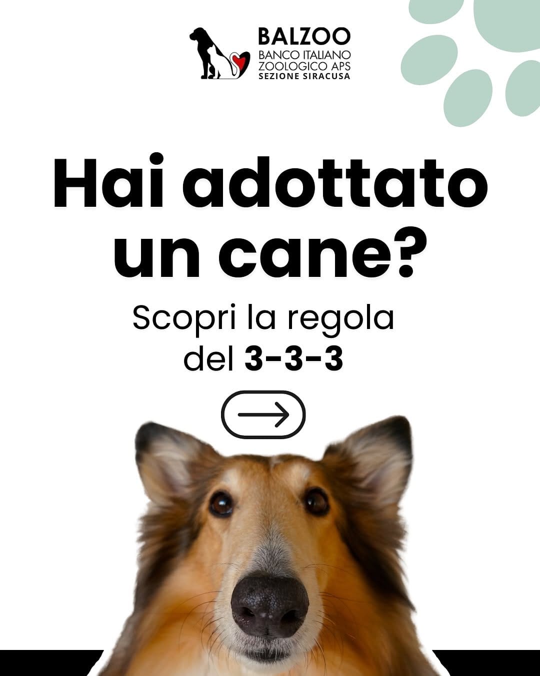 Post 9 by 🐶Balzoo Siracusa on Instagram (carousel)