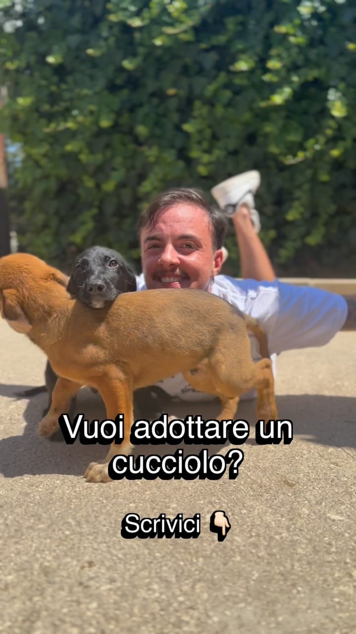 Post 1 by 🐶Balzoo Siracusa on Instagram (video)