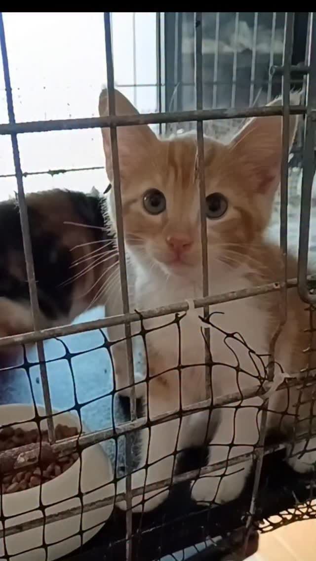 Post 2 by Aiuta un Randagio Toscana on Instagram (video)