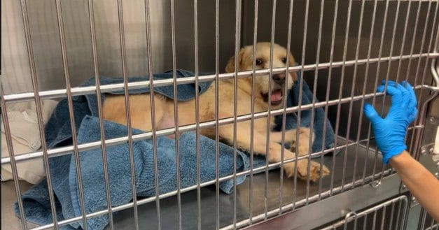 Post 4 by Palm Valley Animal Society on Instagram (carousel)