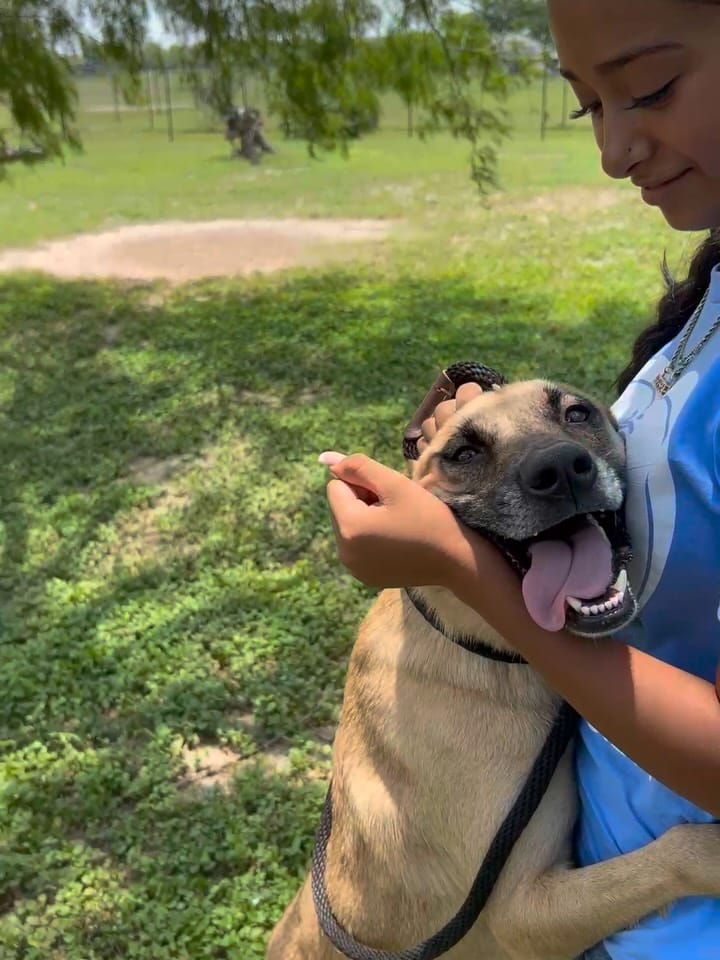 Post 1 by Palm Valley Animal Society on Instagram (carousel)