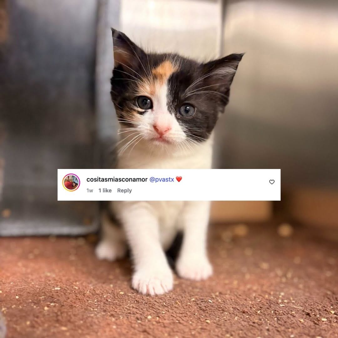 Post 7 by Palm Valley Animal Society on Instagram (carousel)
