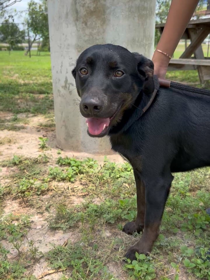Post 2 by Palm Valley Animal Society on Instagram (carousel)