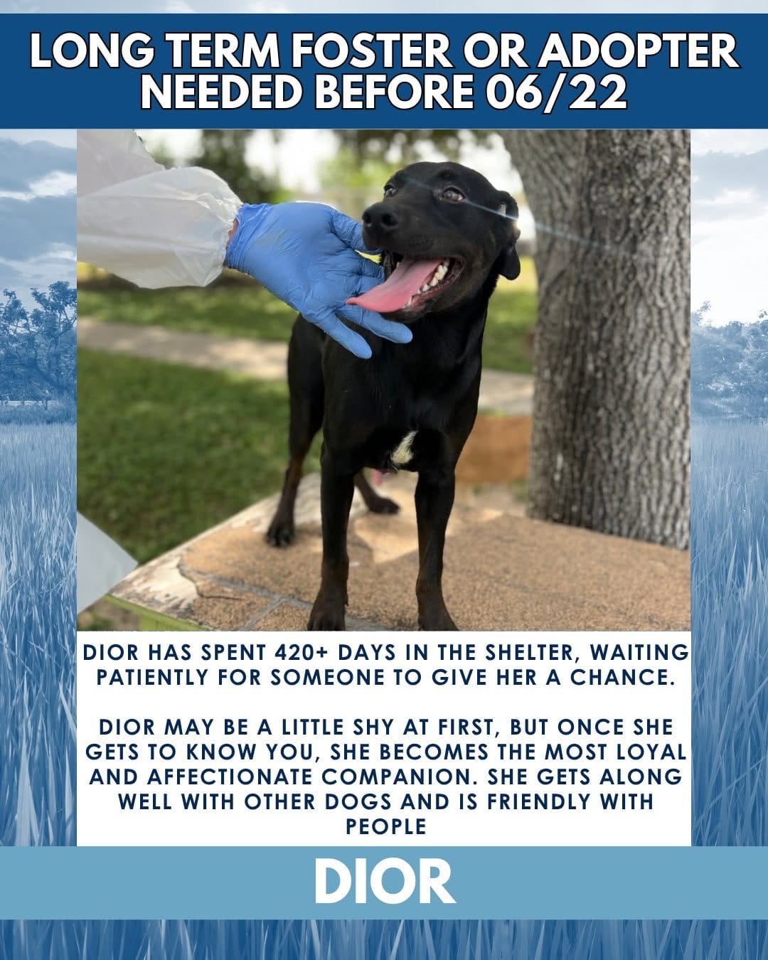 Post 8 by Palm Valley Animal Society on Instagram (carousel)
